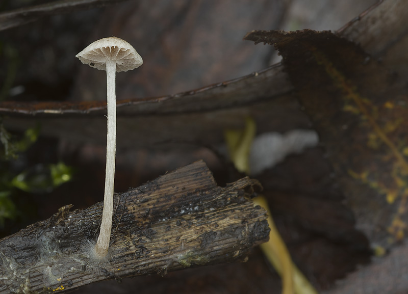 Psathyrella basii